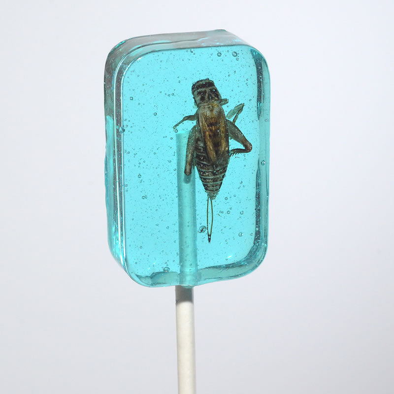 Translucent turquoise HotLix Cricket Blueberry Sucker with preserved brown insect